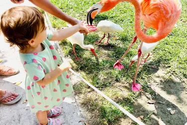 Girl feeding flamingo at Sarasota Jungle Gardens