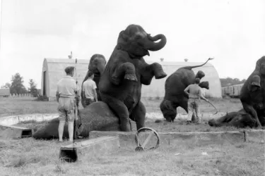 Animal trainers and elephants practicing their act- Venice, Florida - state archives of florida.jpg