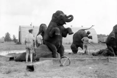 Animal trainers and elephants practicing their act- Venice, Florida - state archives of florida.jpg