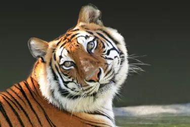 ArticleOpt_Big-Cat-Habitat_0.jpg