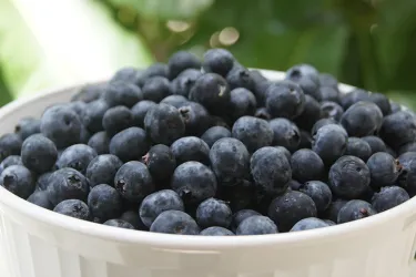 BlueberriesatHome__2017Opt.jpg