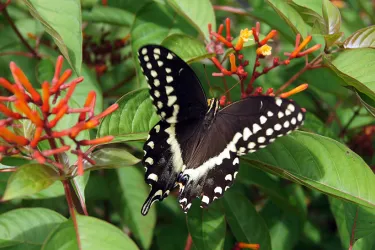 ButterflyGarden__FallInSarasota__2017Opt.jpg