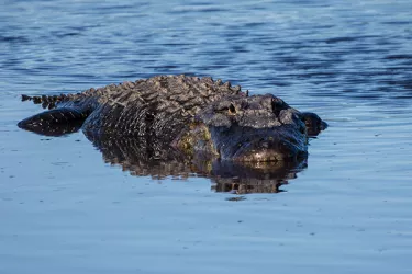 Gator 1 Barb Haberman WEB.jpg