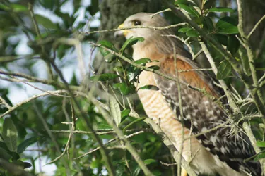 Hawk-copy_OPT.jpg