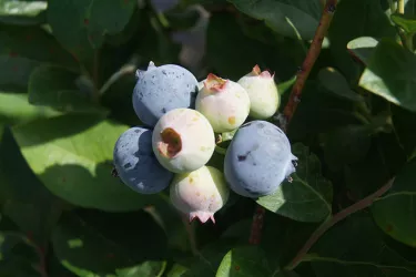 ItsFloridaBlueberrySeason__041817__Blueberries__2017Opt.jpg