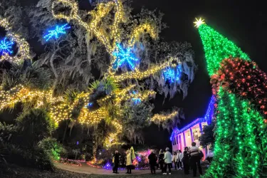 Lights in Bloom Selby Gardens 2019.JPG