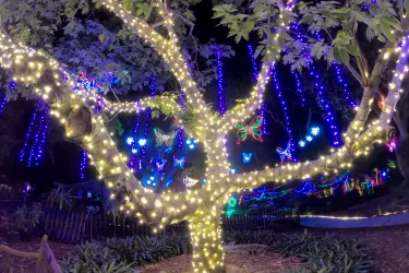 Lights in Bloom-selby gardens-holidays-2020-01.jpg