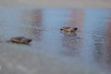 LoggerheadHatchlingRelease_20170618_012W__OPT.jpg