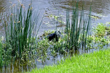 Brevardi’s Salute! Restaurant