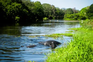 Manatees Mating on Phillippi Creek by Liz Sandburg