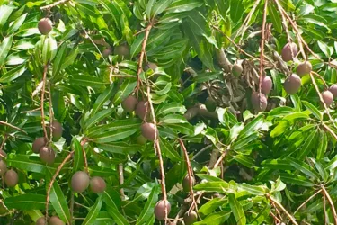 Mangoes_image2__OPT.jpg