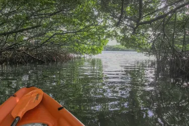 MangroveTunnels_TedSperlingPark_LidoKey_Feb2020_S1dfQsmG_8xSuYYxJNlo9Gs18q0ABlZBh_rgb_l.jpg