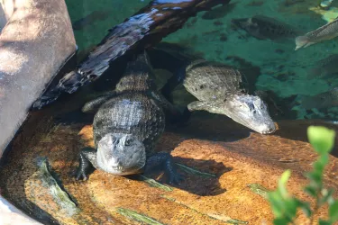 Alligators at Mote Marine Laboratory & Aquarium
