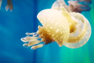 MoteMarineVideoThumb-072015_0.jpg
