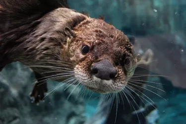 NorthAmericanRiverOtter_086__OPT.jpg