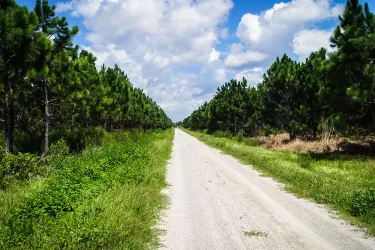 
Myakka State Forest
