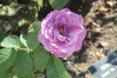 Farlow's On The Water