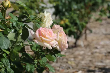 RinglingRoseGarden2014_05__2017Opt.jpg