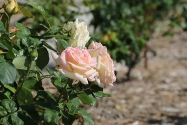 RinglingRoseGarden2014_05__2017Opt.jpg