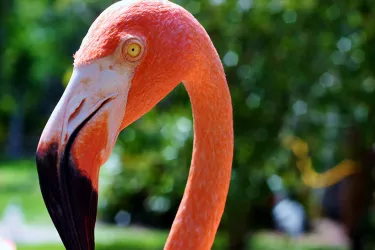 Sandburg-Jungle-Gardens-(3)__Fixed__2017Opt.jpg