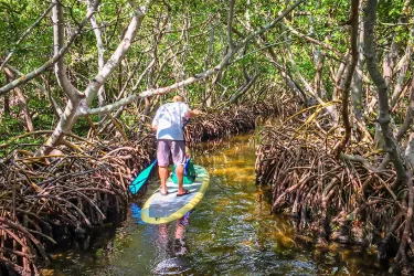 Sandburg-Mangrove-Tunnels-(3)__2017Opt.jpg