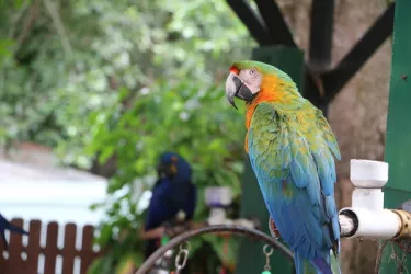 SarasotaJungleGardens050814_23_rgb_72.jpg