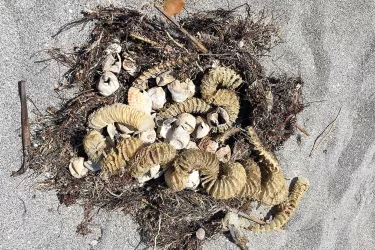 Sea-Turtle-Egg-Shells-and-Sea-Whelk-Egg-Cases__2017Opt.jpg