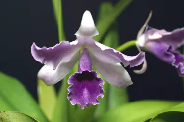 SelbyGardens_Purple Orchid_rgb_72.jpg