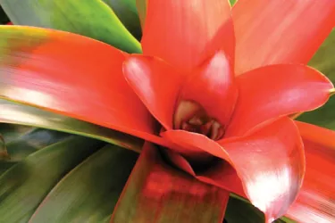 Selby___Bromeliad_MilesArticleOpt_0.jpg