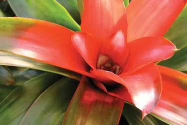 Selby___Bromeliad_SZFebB0360N2N9Eno7nWKSp_cmyk_l__Fixed__2017Opt.jpg