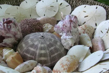 ShellBasket__2017Opt.jpg