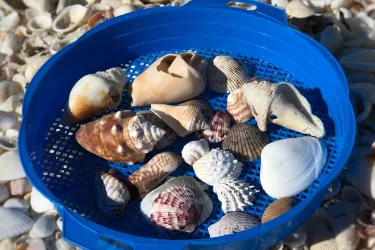 Shells on Nokomis Beach_article header_amy bentley.jpg