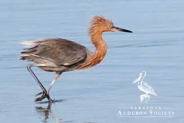 Shorebird with Logo_0.jpg