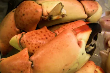 StoneCrab__x__2017Opt.jpg