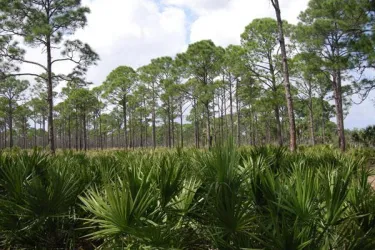 Treasures Exist in North Port.jpg