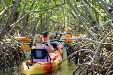 Kayaking Lido Key Mangroves