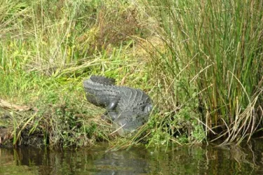 wildlife-safety1_0.jpg