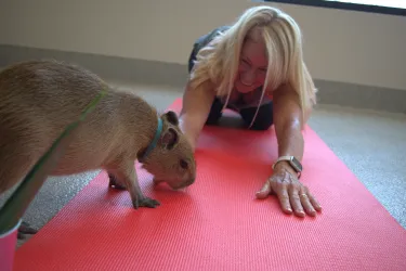 A woman in a yoga pose with a capybara at her fingers