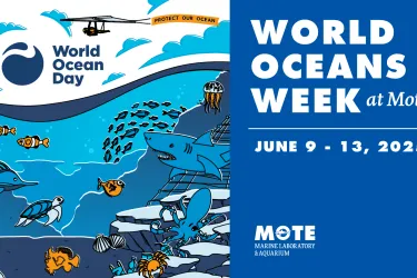 Graphic with various sharks and fishing swimming in the ocean with text that says World Oceans Week 2025 and the dates June 9 — June 13