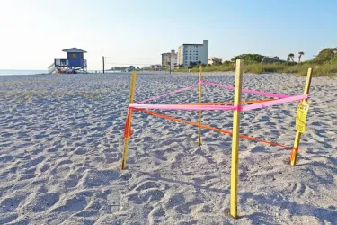 sea turtle nesting in venice beach fl
