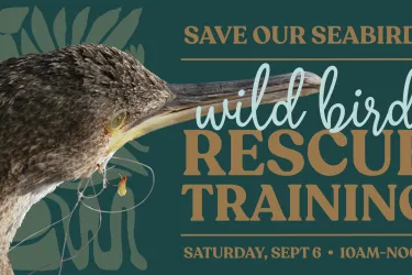 Wild Bird Rescue Training - FREE Class!