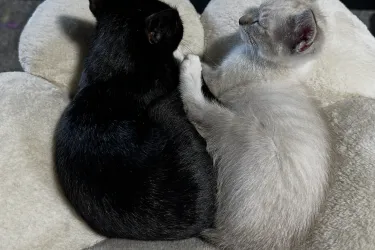Cat Yoga with Julie Turner