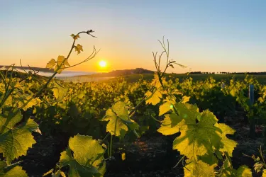 Joseph Mellot Winery