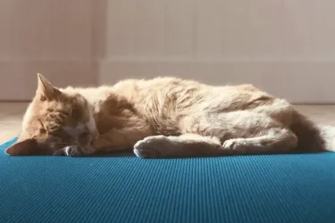 Cat Yoga with Julie Turner
