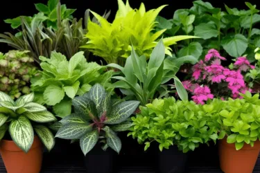 19th Annual Plant Sale and Edfest