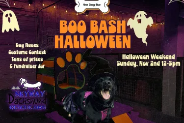 Dog in witches costume with halloween ghosts