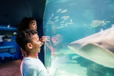 Mote marine aquarium