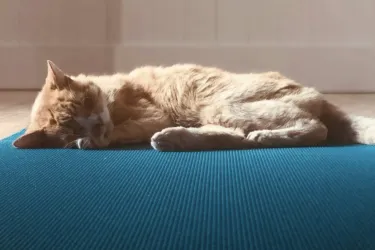 Cat Yoga