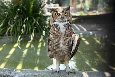 A great horned owl.