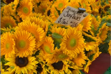 sarasota farmers market flowers